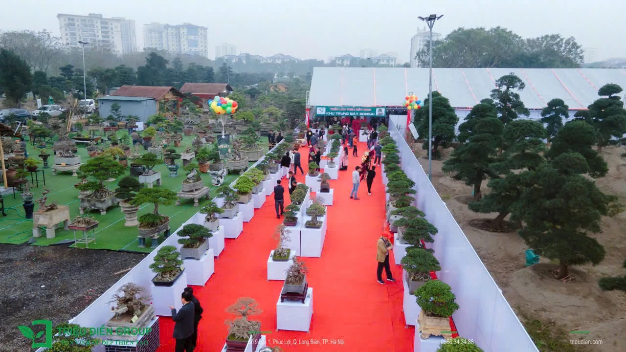 Khai mạc Triển Lãm Mùa Xuân - Nghệ Thuật Bonsai - Ảnh 9